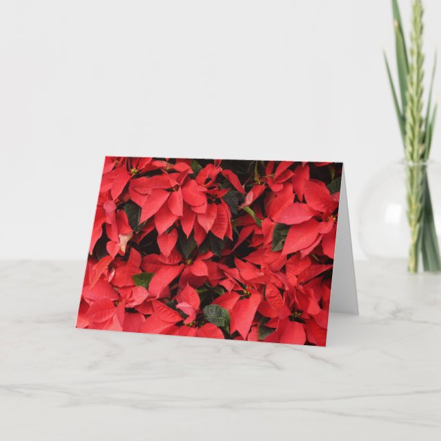 Red Poinsettias II Christmas Holiday Floral (Front)