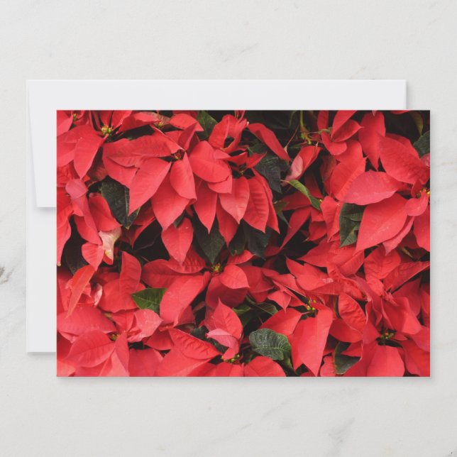Red Poinsettias II Christmas Holiday Floral (Front)