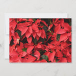 Red Poinsettias II Christmas Holiday Floral