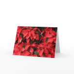 Red Poinsettias II Christmas Holiday Floral Card