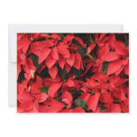 Red Poinsettias II Christmas Holiday Floral Card