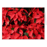 Red Poinsettias II Christmas Holiday Floral Card