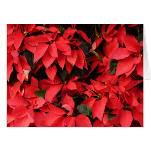 Red Poinsettias II Christmas Holiday Floral Card