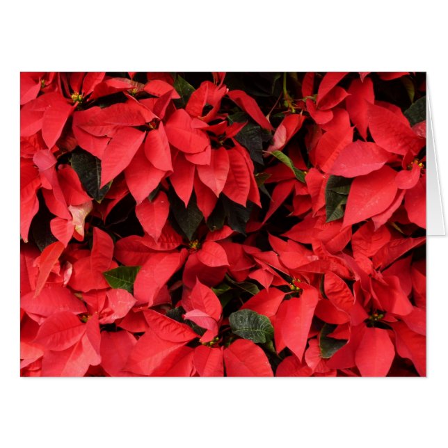 Red Poinsettias II Christmas Holiday Floral Card (Front Horizontal)