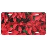 Red Poinsettias II Christmas Holiday Floral License Plate