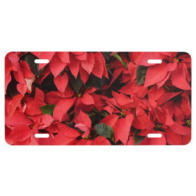 Red Poinsettias II Christmas Holiday Floral License Plate (Front)