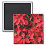 Red Poinsettias II Christmas Holiday Floral Magnet