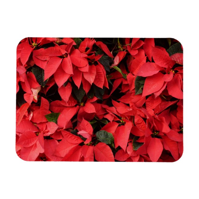 Red Poinsettias II Christmas Holiday Floral Magnet (Horizontal)