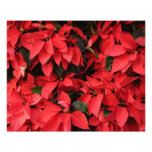 Red Poinsettias II Christmas Holiday Floral Photo Print