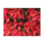 Red Poinsettias II Christmas Holiday Floral Postcard