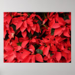 Red Poinsettias II Christmas Holiday Floral Poster