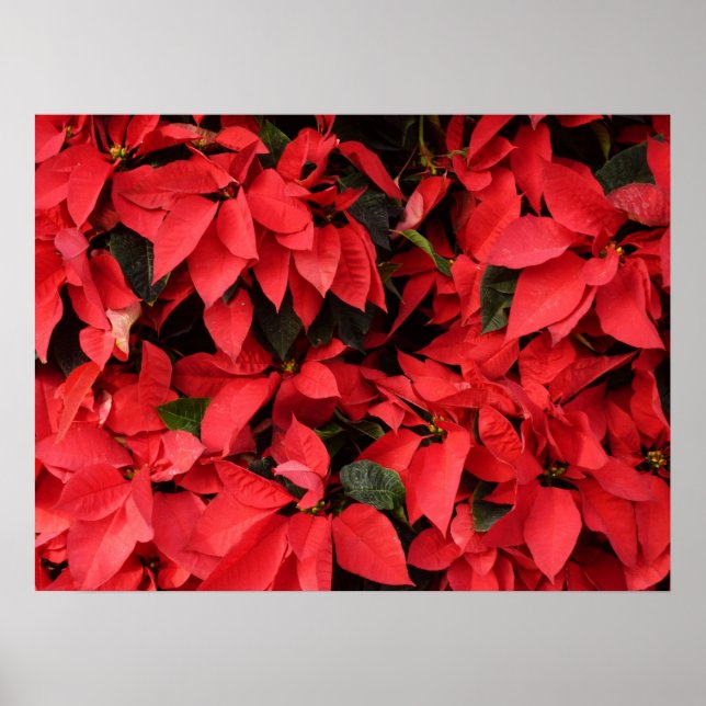 Red Poinsettias II Christmas Holiday Floral Poster (Front)