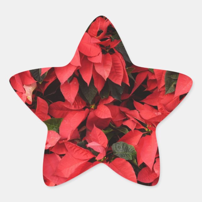 Red Poinsettias II Christmas Holiday Floral Star Sticker (Front)