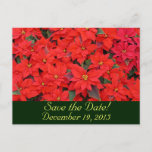 Red Poinsettias Save the Date Announcement Postcard