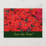Red Poinsettias Save the Date Postcard