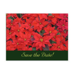 Red Poinsettias Save the Date Postcard