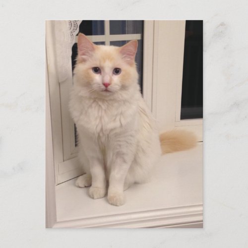 Red Point Ragdoll Cat _ Sitting Pretty Postcard