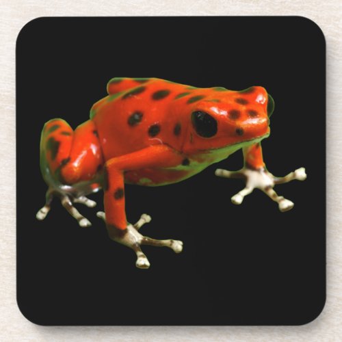 Red Poison Dart Frog Beverage Coaster
