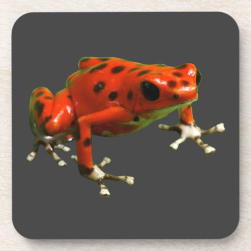 Red Poison Dart Frog Beverage Coaster