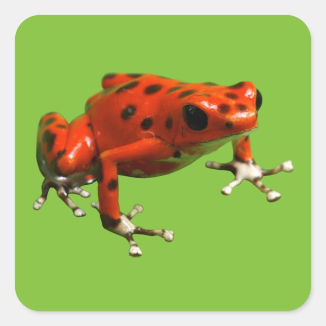 Red Poison Dart Frog Square Sticker (Front)