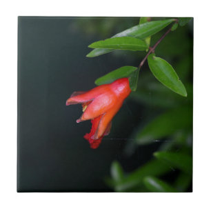 Red pomegranate flower (Punica granatum) on a tree Ceramic Tile