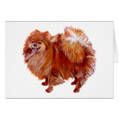 Red Pomeranian (Front Horizontal)