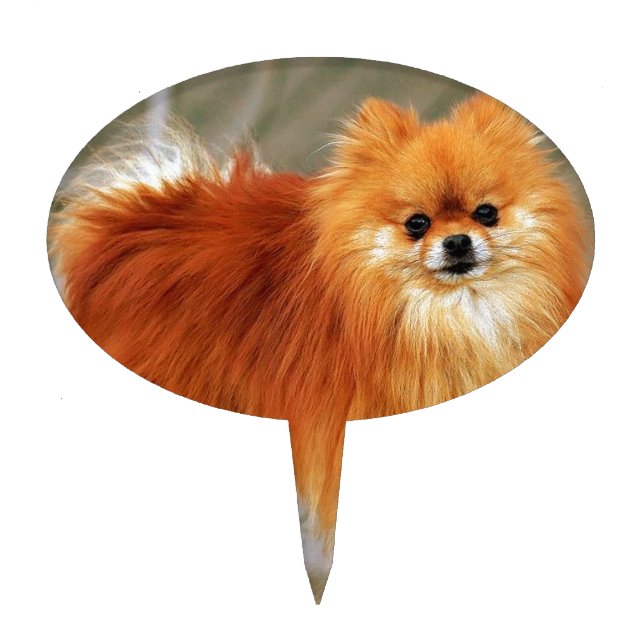 Red Pomeranian Cake Topper (Front)