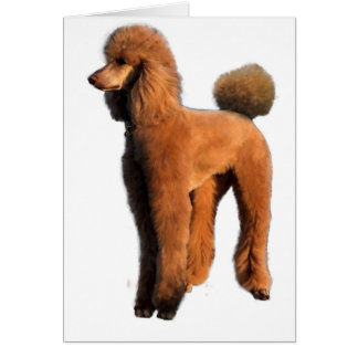red poodle cards