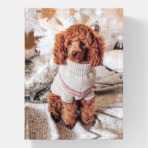 Red Poodle in a sweater under a Christmas Tree Paperweight