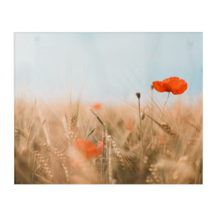 Red Poppies and Gold Barley Acrylic Print