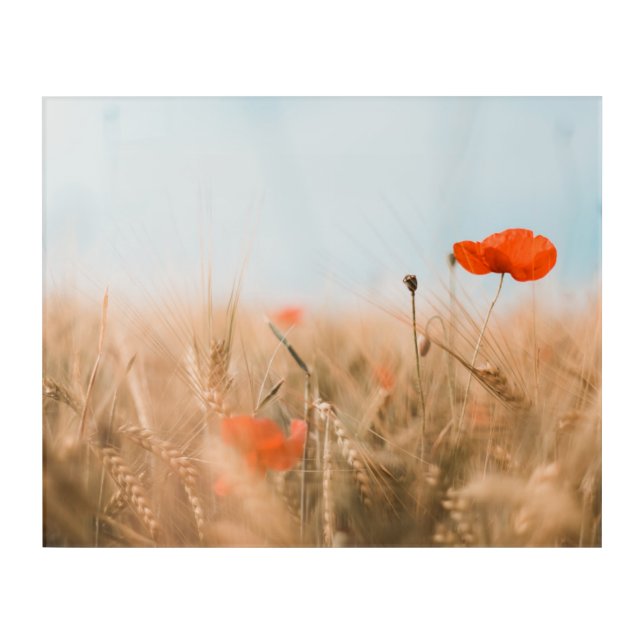 Red Poppies and Gold Barley Acrylic Print (Front)