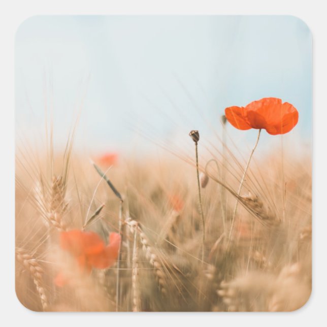 Red Poppies and Gold Barley Square Sticker (Front)