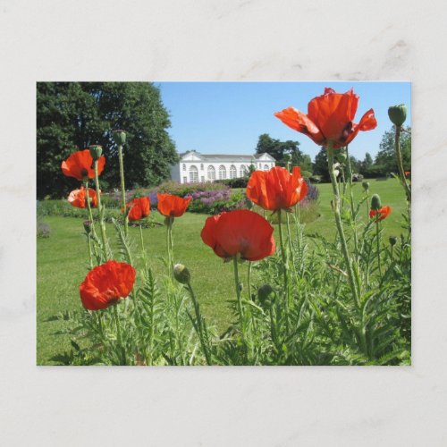 Red Poppies at Kew Gardens Postcard