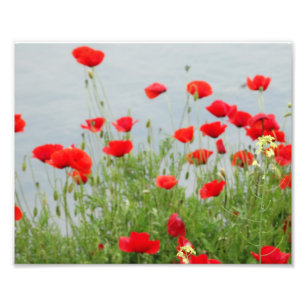 Red Poppies at the sea Photo Print