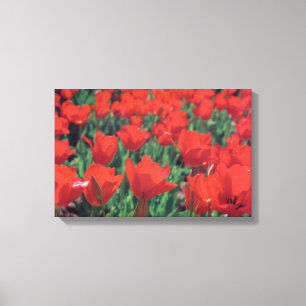 Red Poppies Canvas Print