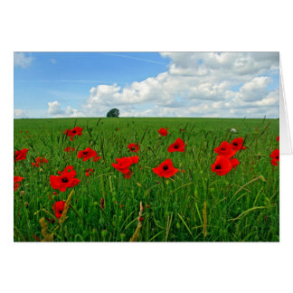 Red Poppies Cards