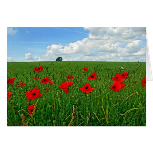 Red Poppies Cards (Front Horizontal)