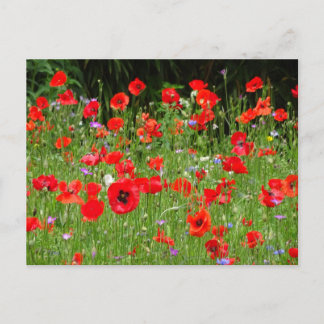 Red Poppies Field DIY Postcard