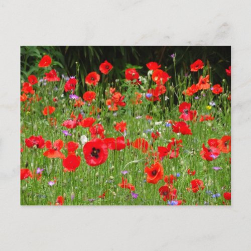 Red Poppies Field DIY Postcard