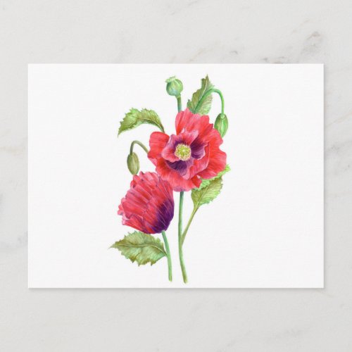 Red Poppies Floral Art Postcard