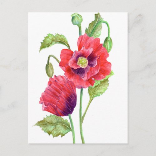 Red Poppies Floral Art Postcard
