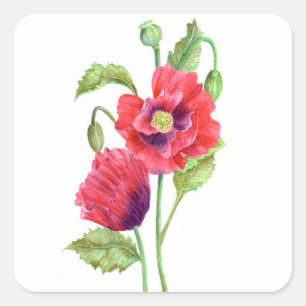 Red Poppies Floral Art Square Sticker