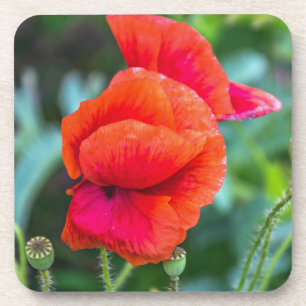 Red poppies hard plastic coasters