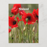 Red Poppies in Poland Postcard