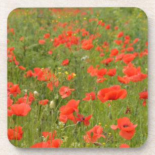 Red Poppies in the field Coaster