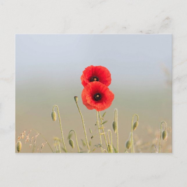Red Poppies in the morning light Postcard (Front)