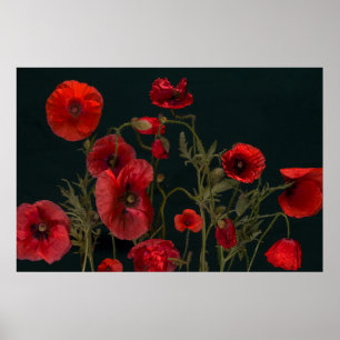 Red Poppies On Black Poster