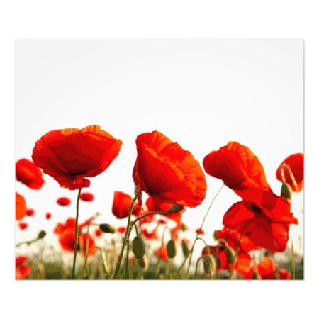 Red Poppies Photo Print