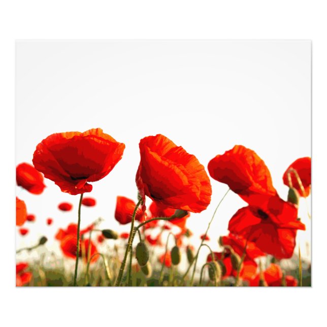 Red Poppies Photo Print (Front)