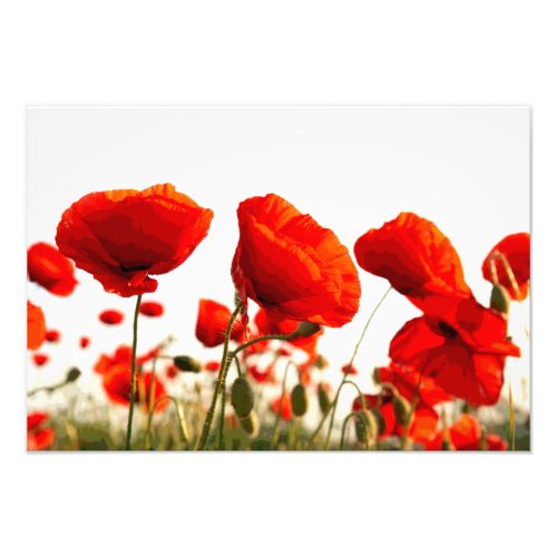 Red Poppies Photo Print